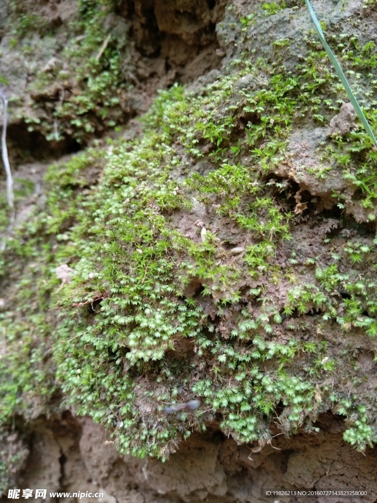 青苔 苔藓
