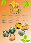 芒果海报
