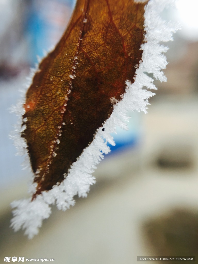 树挂
