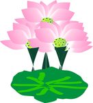 莲花