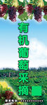 有机葡萄采摘 x展架