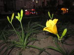 夜景中的小黄花