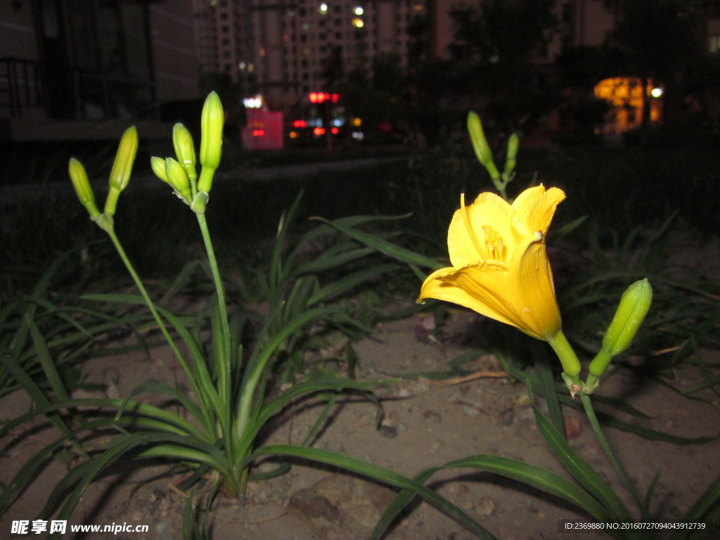 夜景中的小黄花