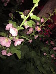 夜中花