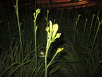 夜晚黄花
