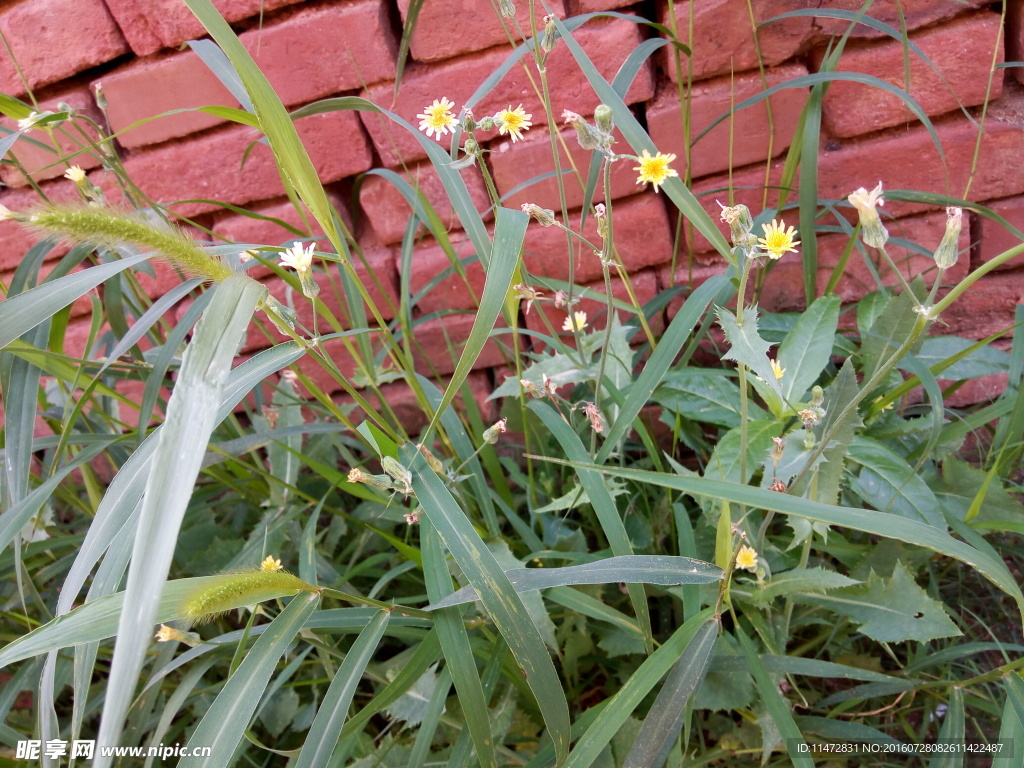 小黄花