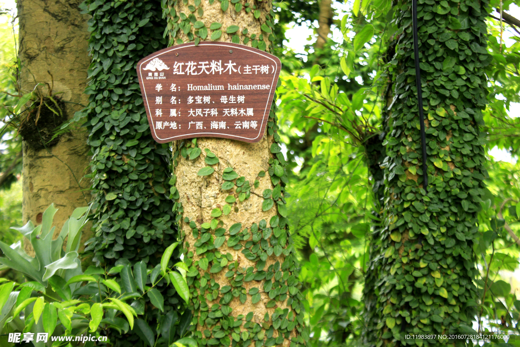 树上寄生植物