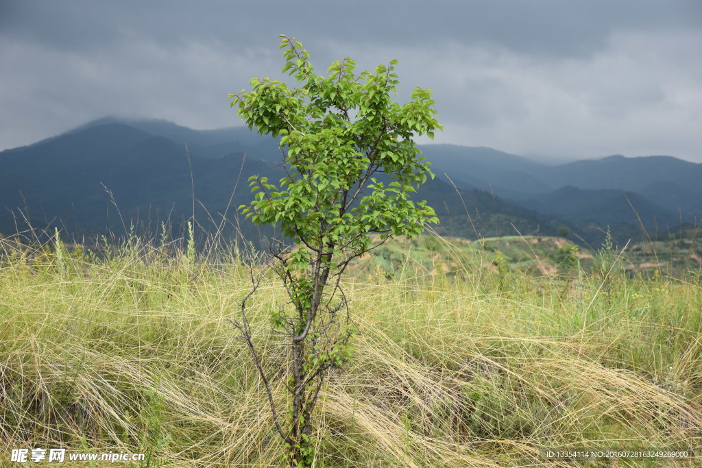 山顶上的小杏树