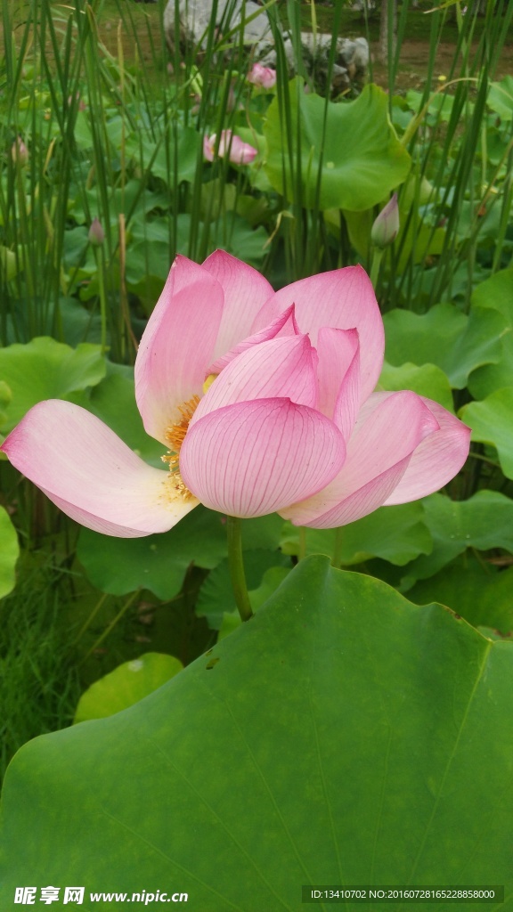 莲花