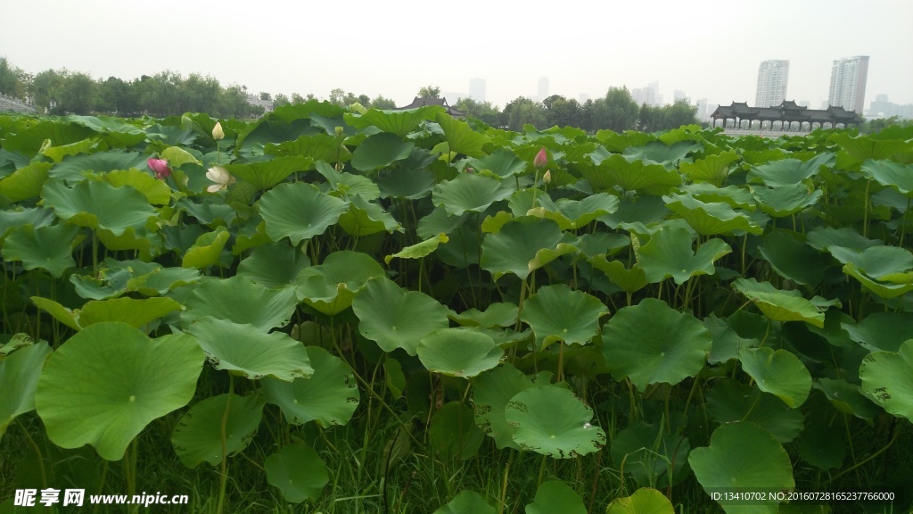 莲花