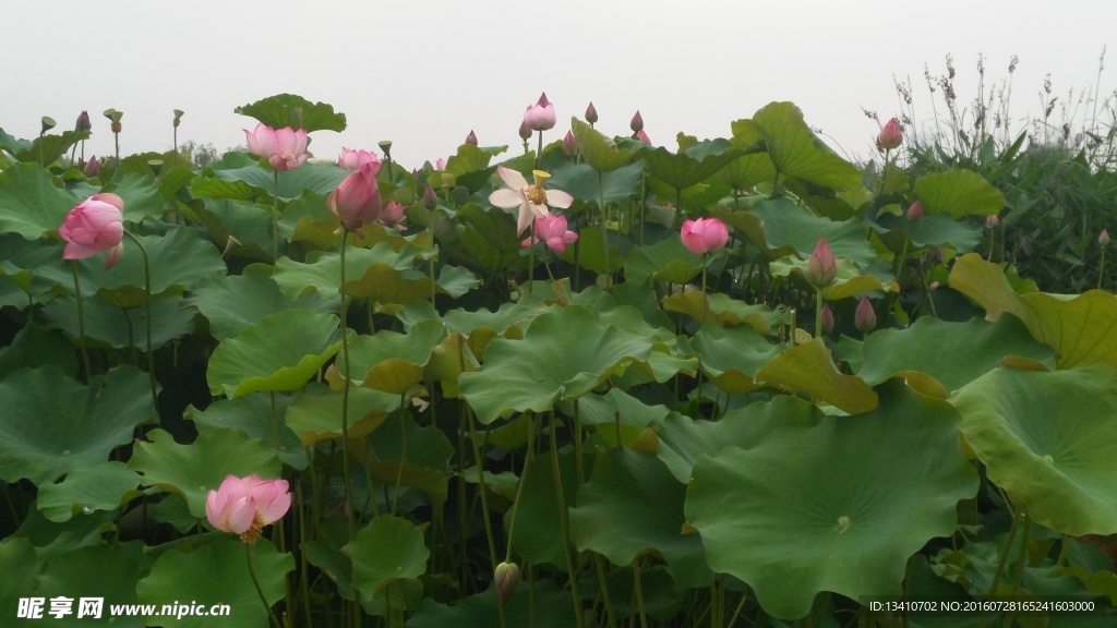 莲花