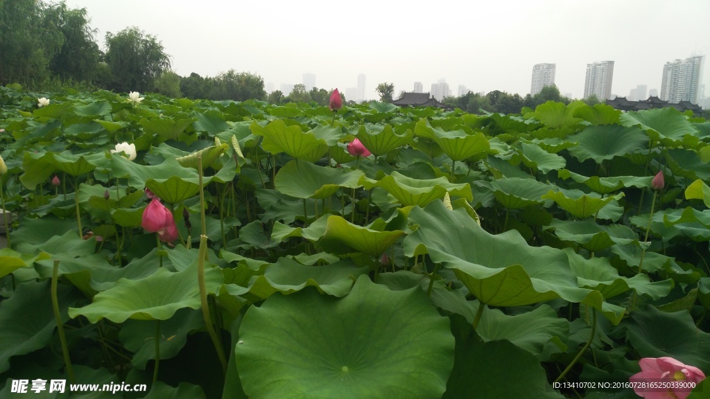 荷花池
