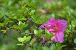 杜鹃花