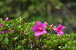 杜鹃花