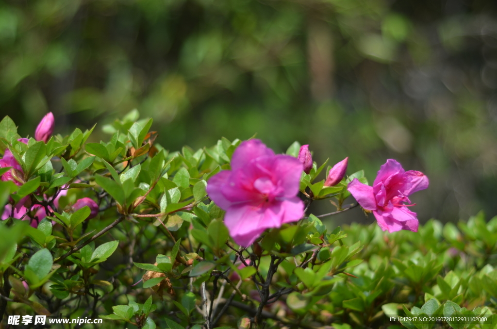 杜鹃花