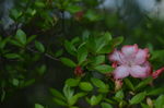 杜鹃花