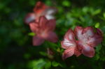 杜鹃花