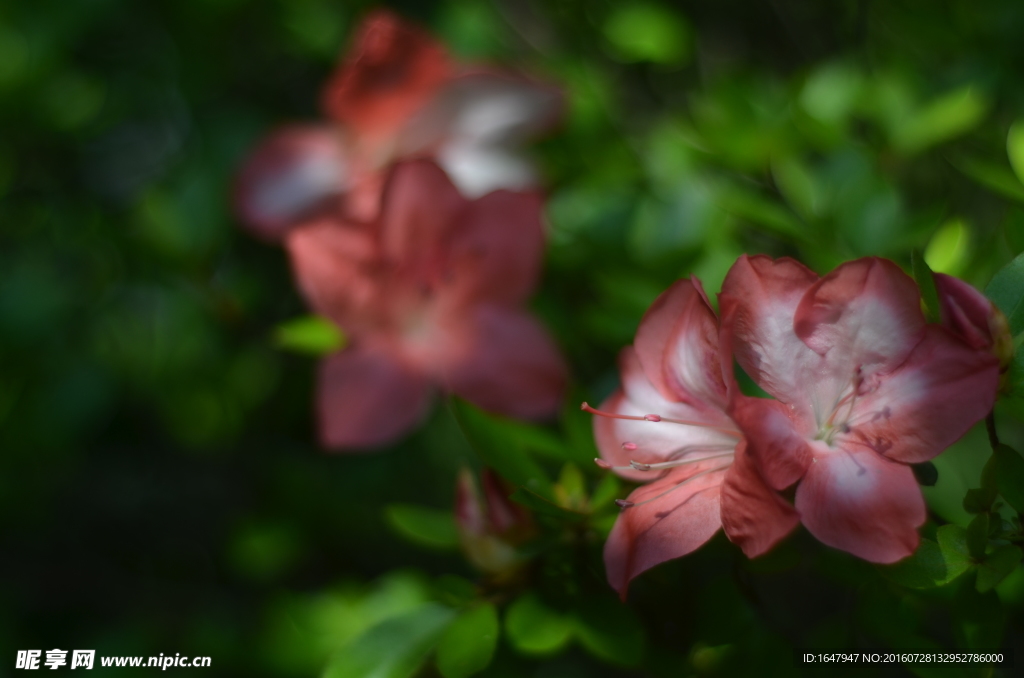 杜鹃花