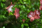 杜鹃花