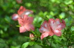 杜鹃花
