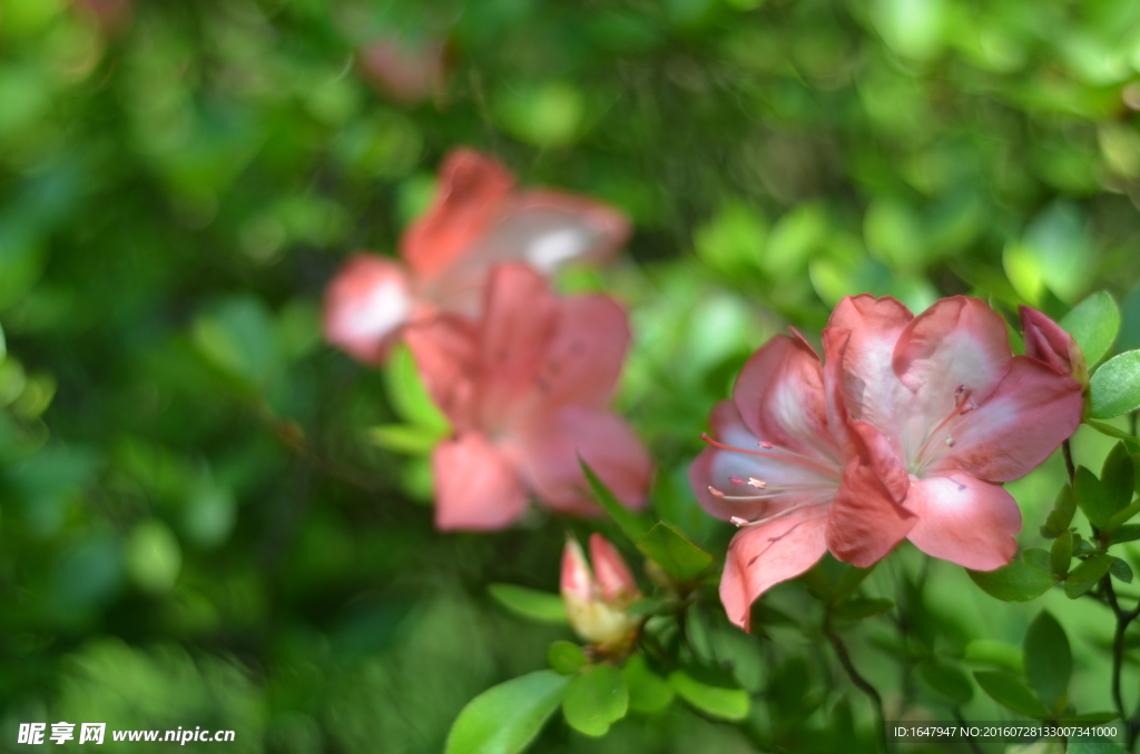 杜鹃花