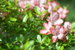 杜鹃花