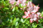 杜鹃花