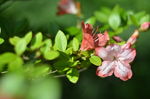 杜鹃花