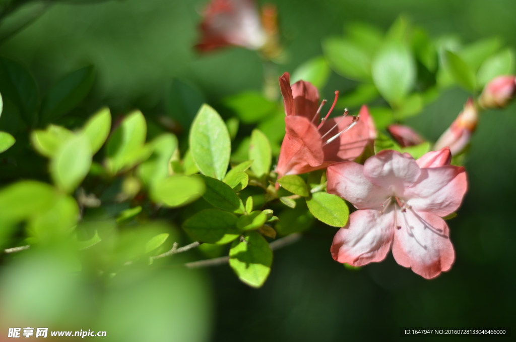 杜鹃花