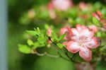 杜鹃花