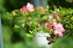 杜鹃花