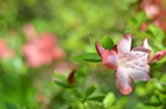 杜鹃花