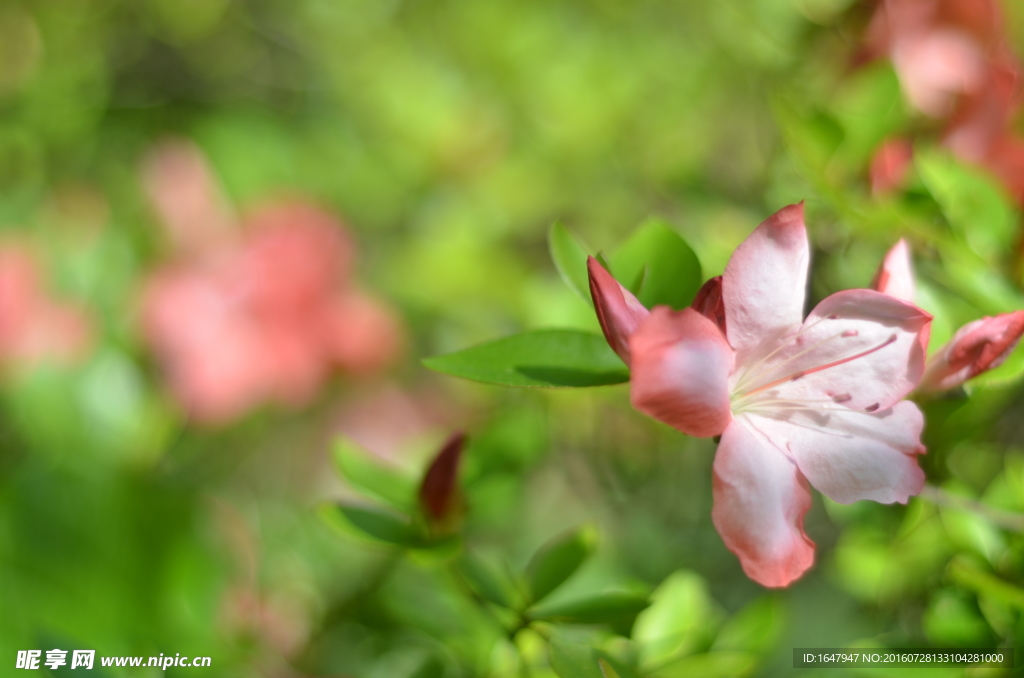 杜鹃花