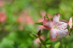 杜鹃花