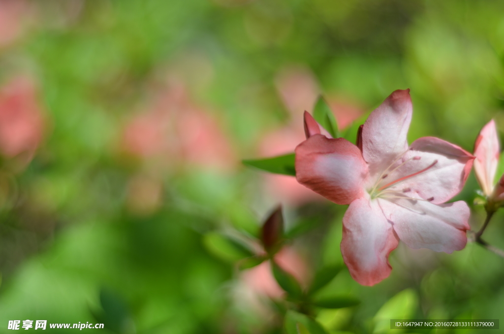 杜鹃花