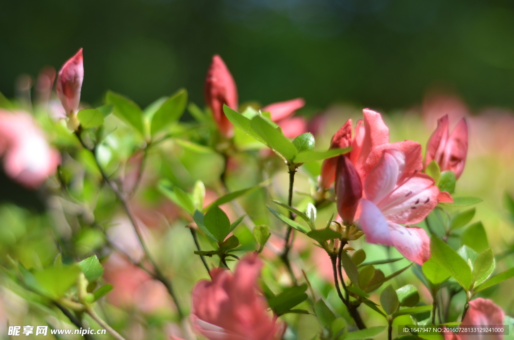 杜鹃花