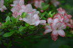 杜鹃花