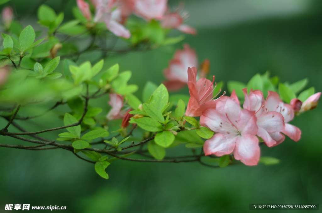 杜鹃花