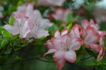 杜鹃花