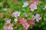 杜鹃花
