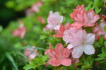 杜鹃花