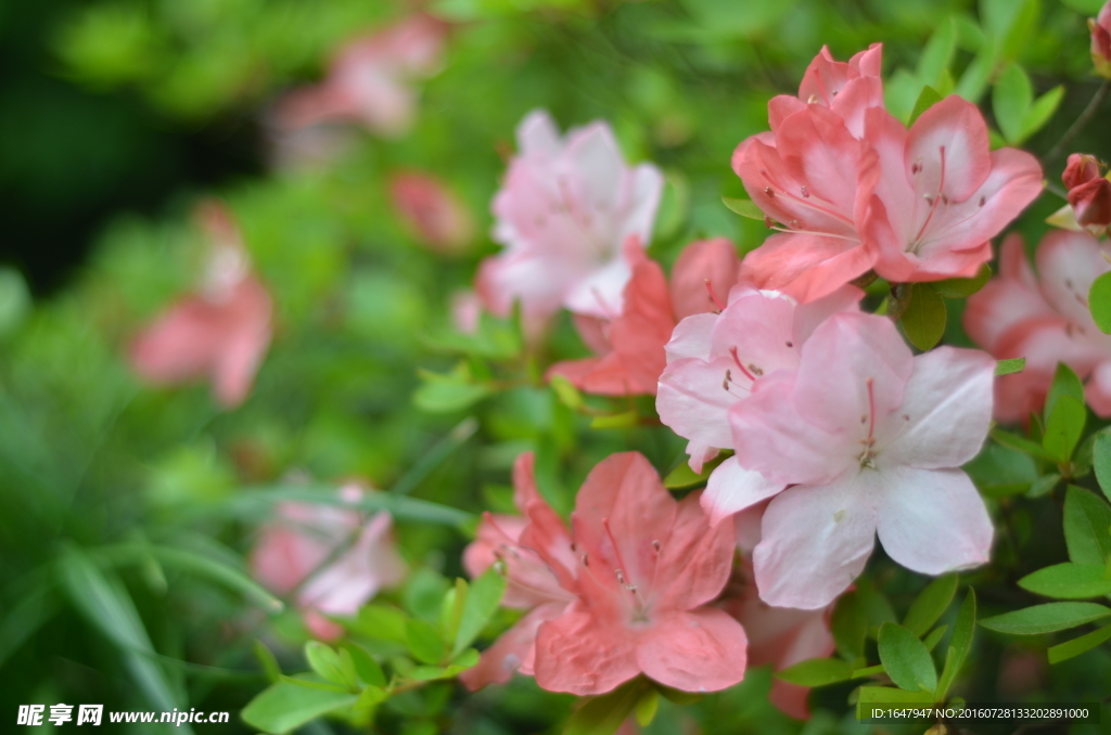 杜鹃花