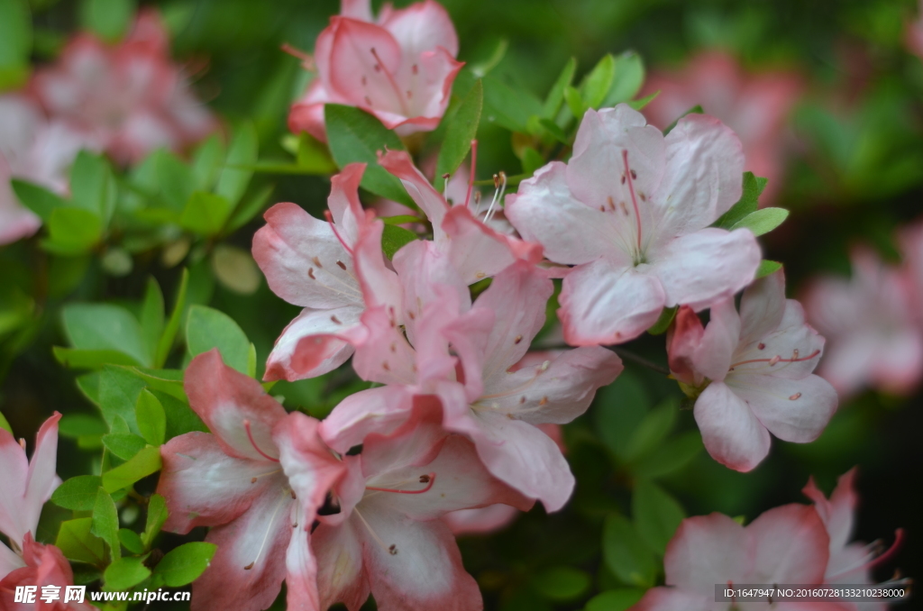 杜鹃花