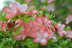 杜鹃花