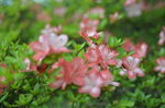杜鹃花