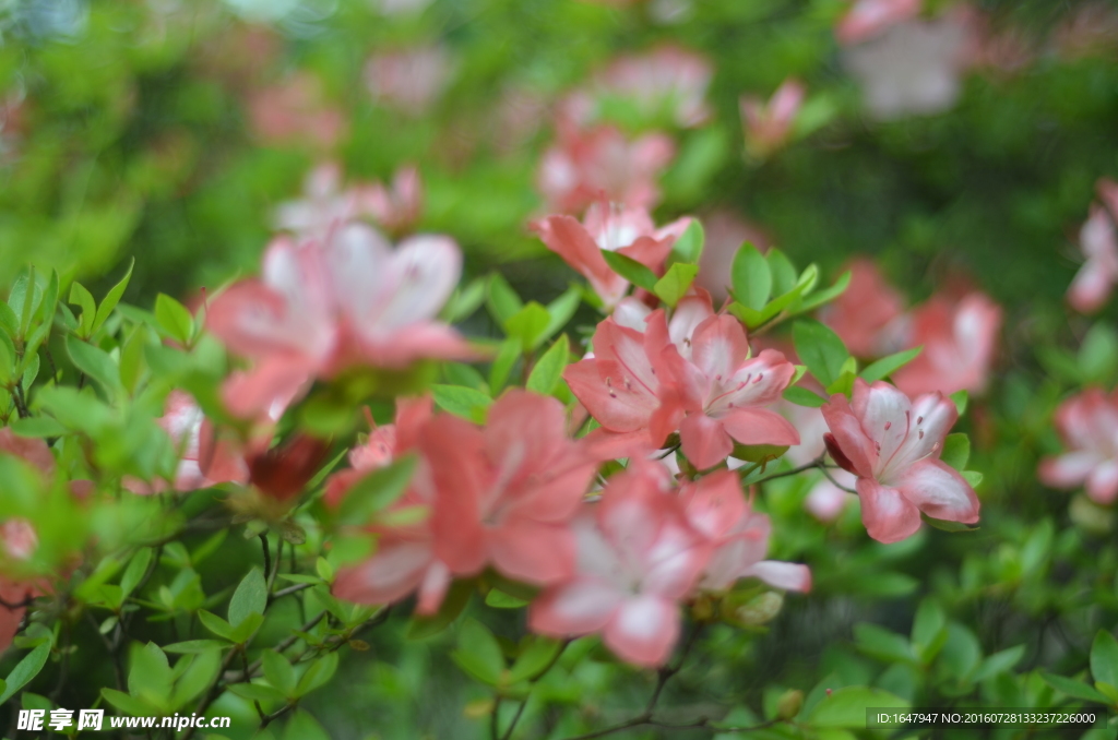 杜鹃花
