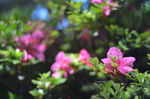 杜鹃花