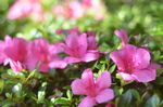 杜鹃花