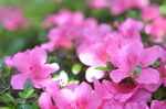 杜鹃花