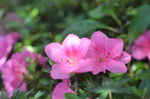 杜鹃花